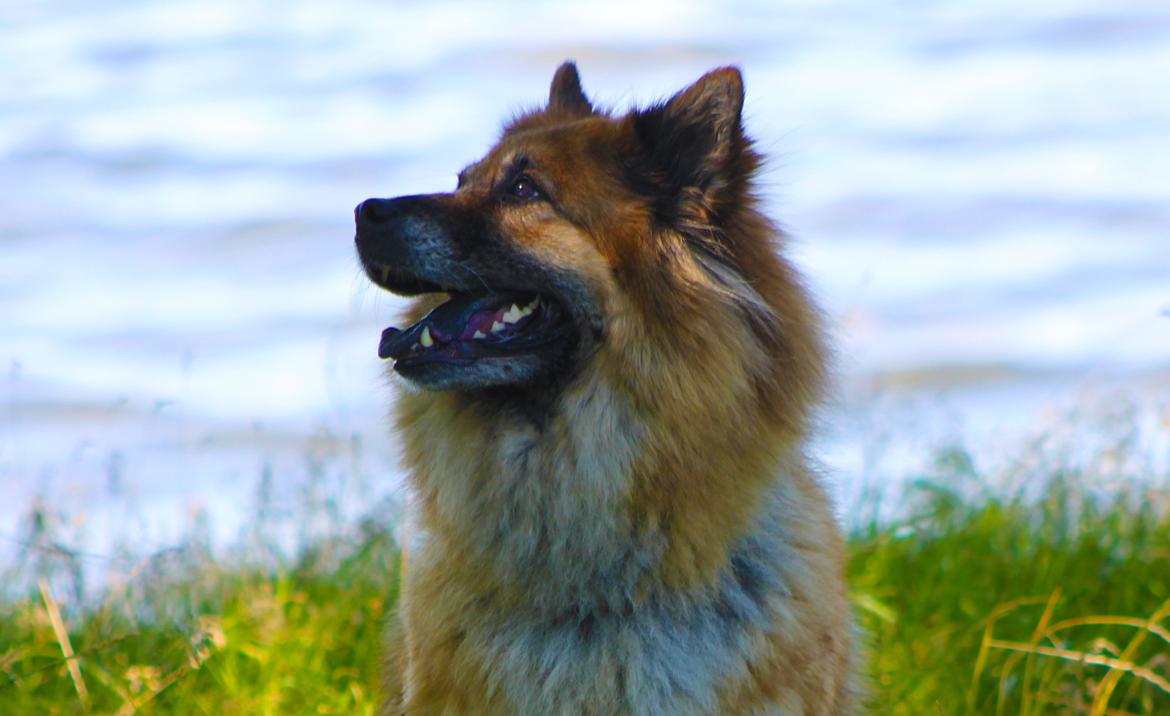 Eurasier Vænget's Call Me Lucky - Sommer 2012 billede 9