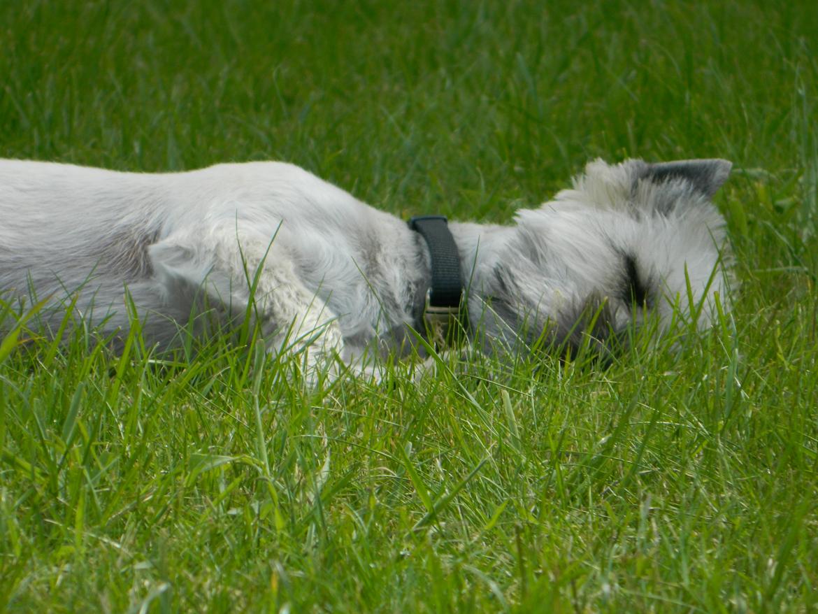 Cairn terrier Otto billede 14