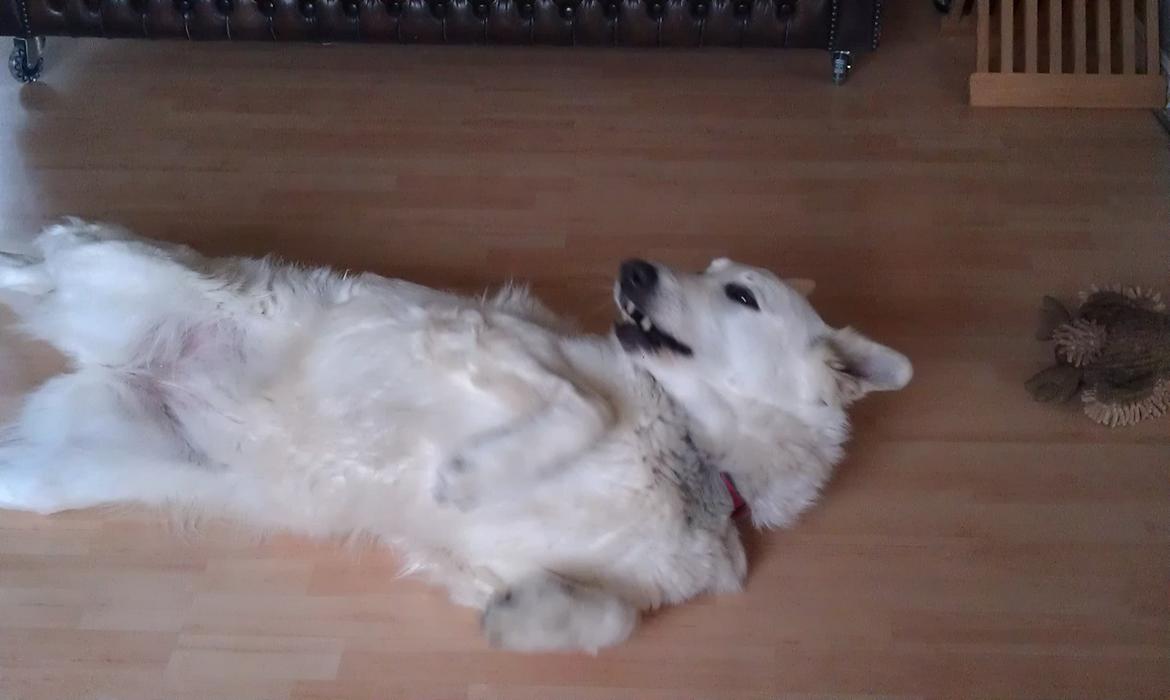 Hvid schæfer Aurora snowgirl vom Smidstrup billede 12