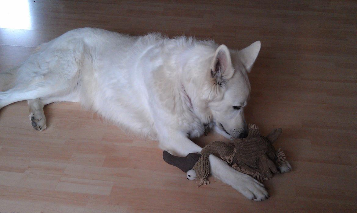 Hvid schæfer Aurora snowgirl vom Smidstrup billede 14