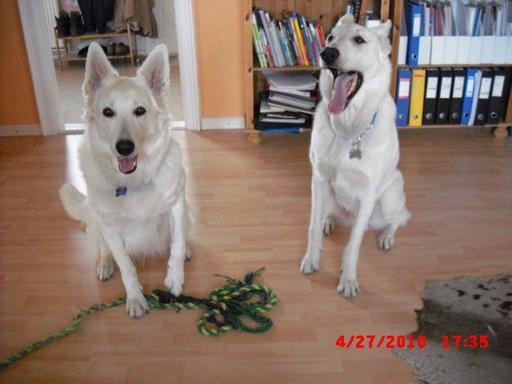 Hvid schæfer Aslan  snowboy vom smidstrup ( himmelhund) billede 15