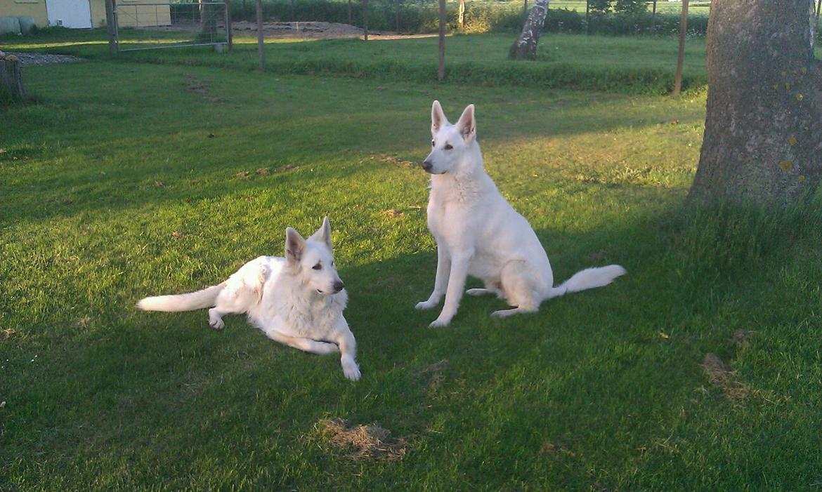 Hvid schæfer Aslan  snowboy vom smidstrup ( himmelhund) billede 1