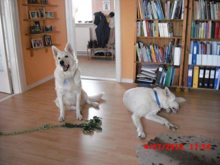 Hvid schæfer Aurora snowgirl vom Smidstrup billede 18