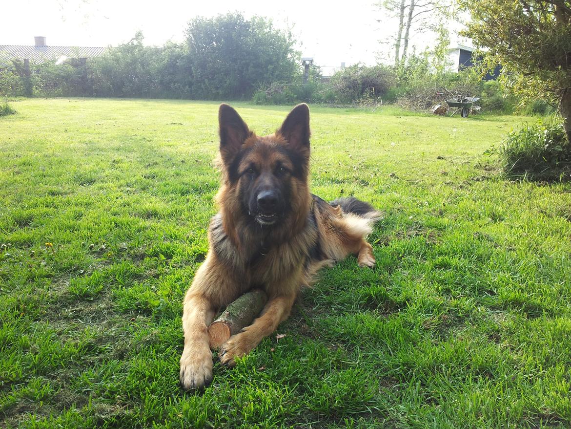 Schæferhund Arthur - Fars dreng :o) billede 1