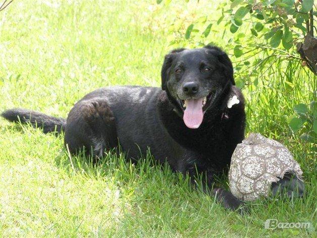 Labrador retriever blackie (kaldet bassi) billede 2