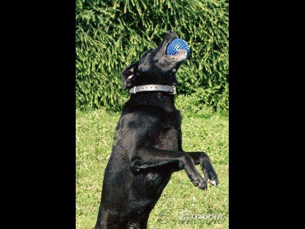 Labrador retriever blackie (kaldet bassi) billede 3