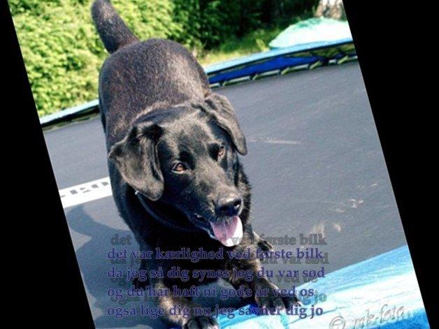 Labrador retriever blackie (kaldet bassi) billede 4