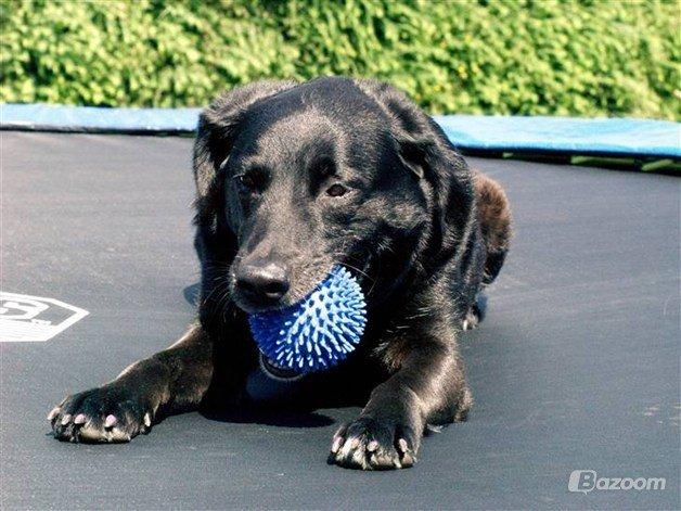 Labrador retriever blackie (kaldet bassi) billede 5