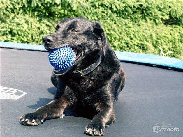 Labrador retriever blackie (kaldet bassi) billede 6