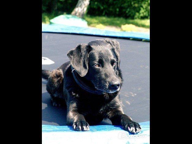 Labrador retriever blackie (kaldet bassi) billede 7
