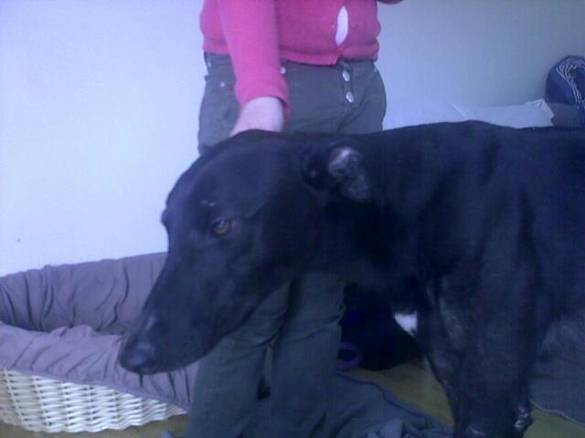 Greyhound Andy billede 1