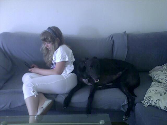 Greyhound Andy billede 2