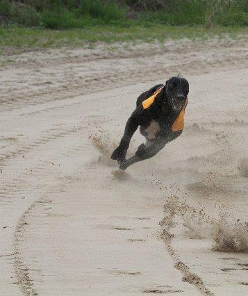 Greyhound Andy billede 4