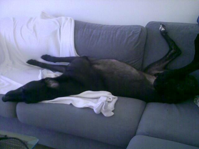 Greyhound Andy billede 5