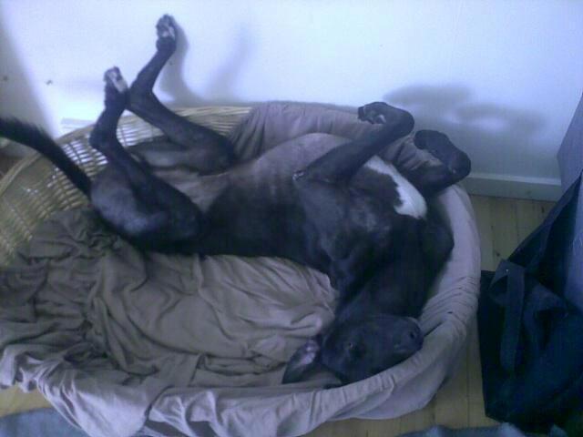 Greyhound Andy billede 6