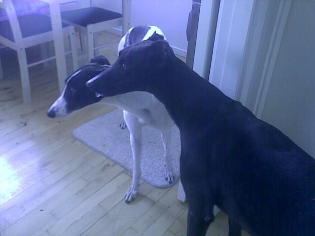 Greyhound Andy billede 7