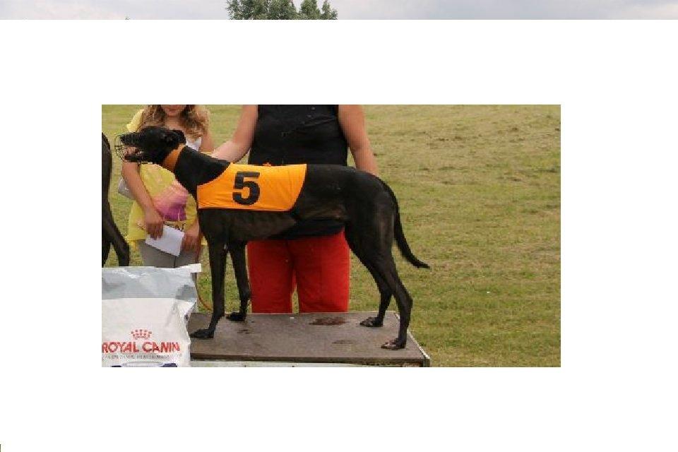 Greyhound Andy billede 8