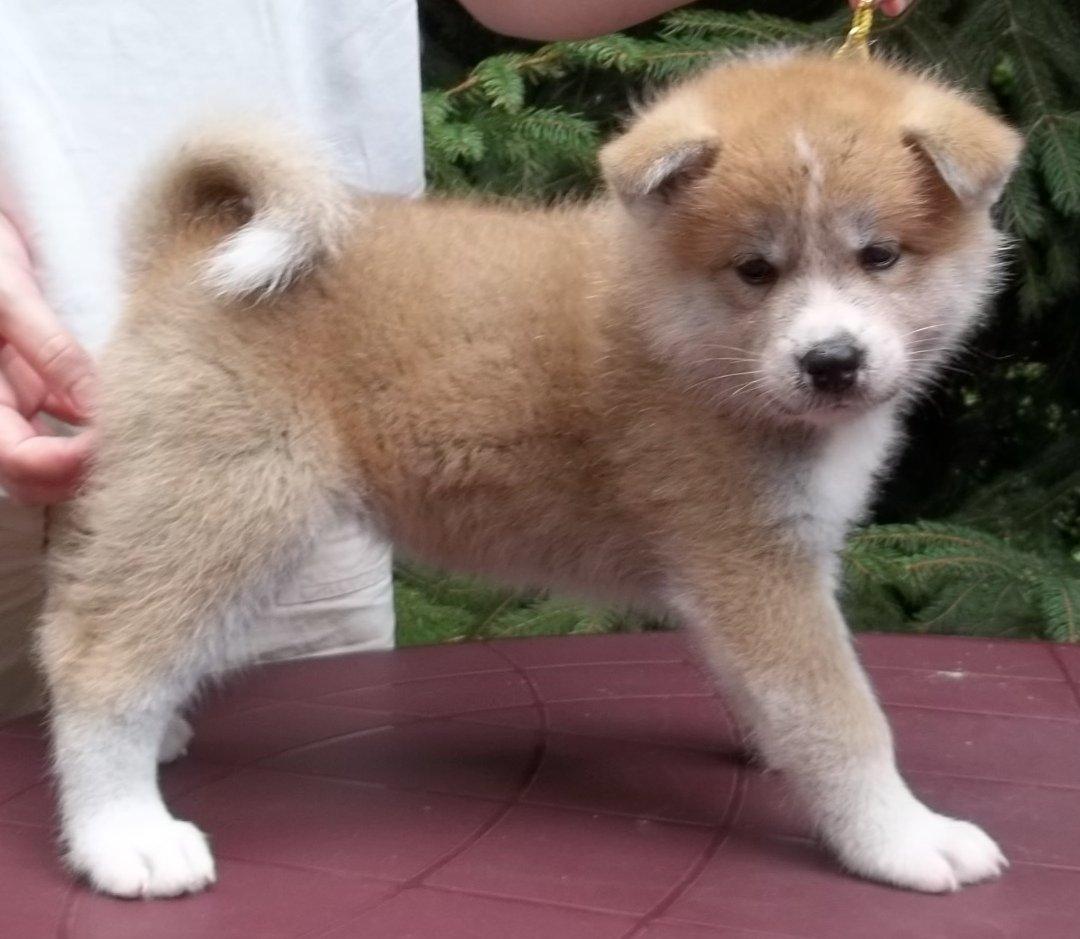Akita inu Kumi billede 8