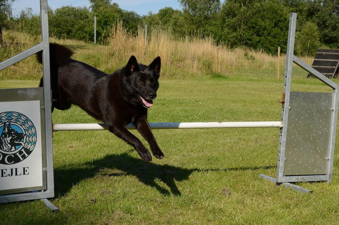 Norsk buhund Turbo Tesla - Så går det stærkt billede 1