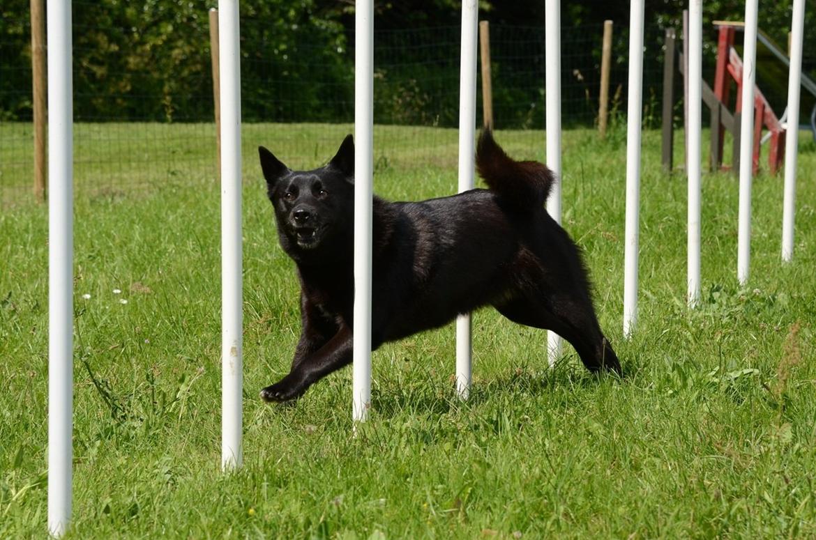 Norsk buhund Turbo Tesla - Fuld fart igennem slalom billede 2