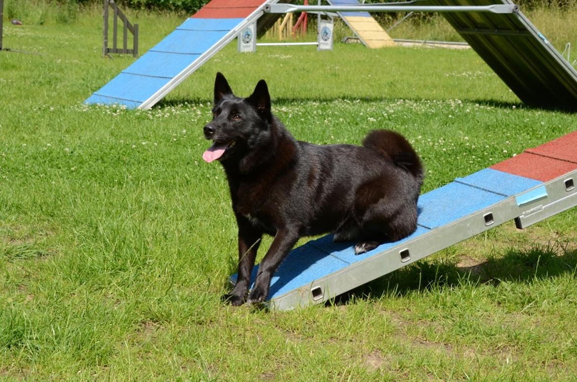 Norsk buhund Turbo Tesla - Hun har helt styr på nedgangen på balancen billede 3