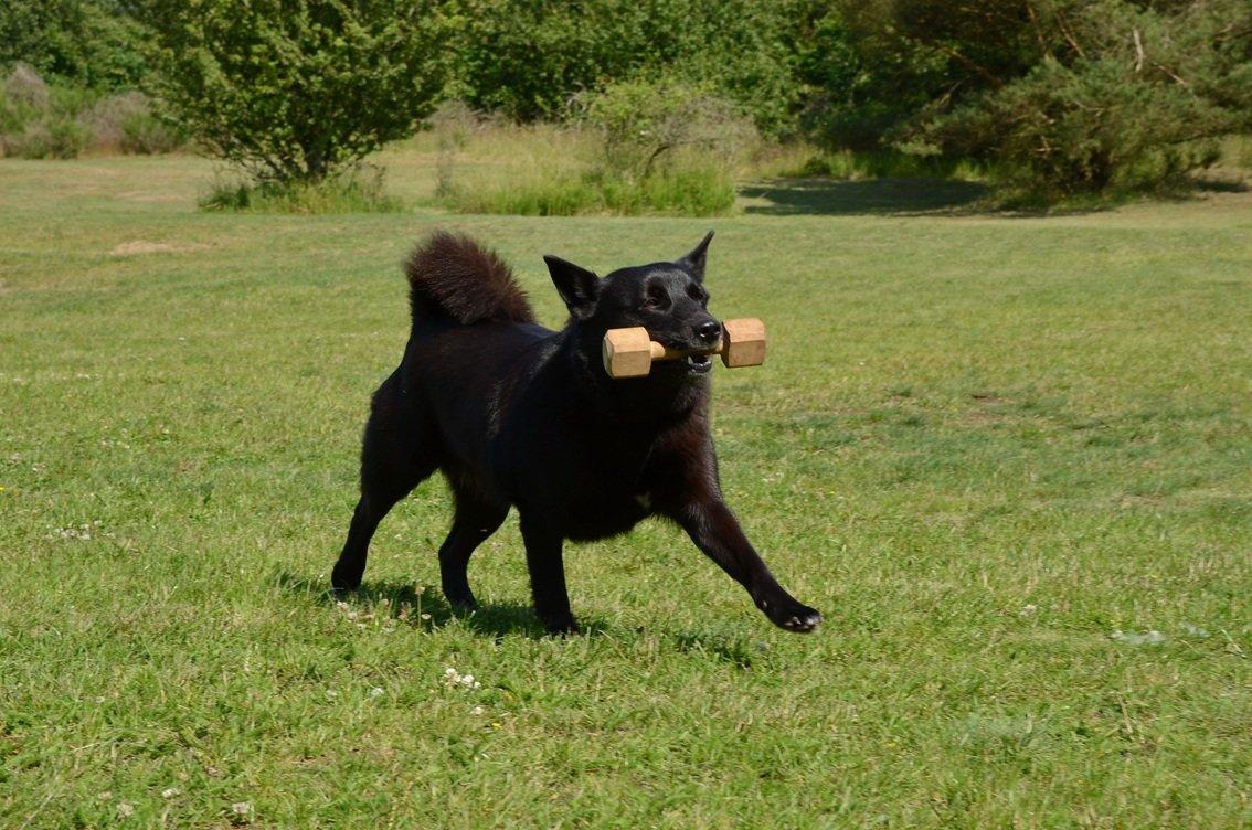 Norsk buhund Turbo Tesla - Det tog lidt tid at lære hende, men nu er Tesla blevet god til at apportere billede 4