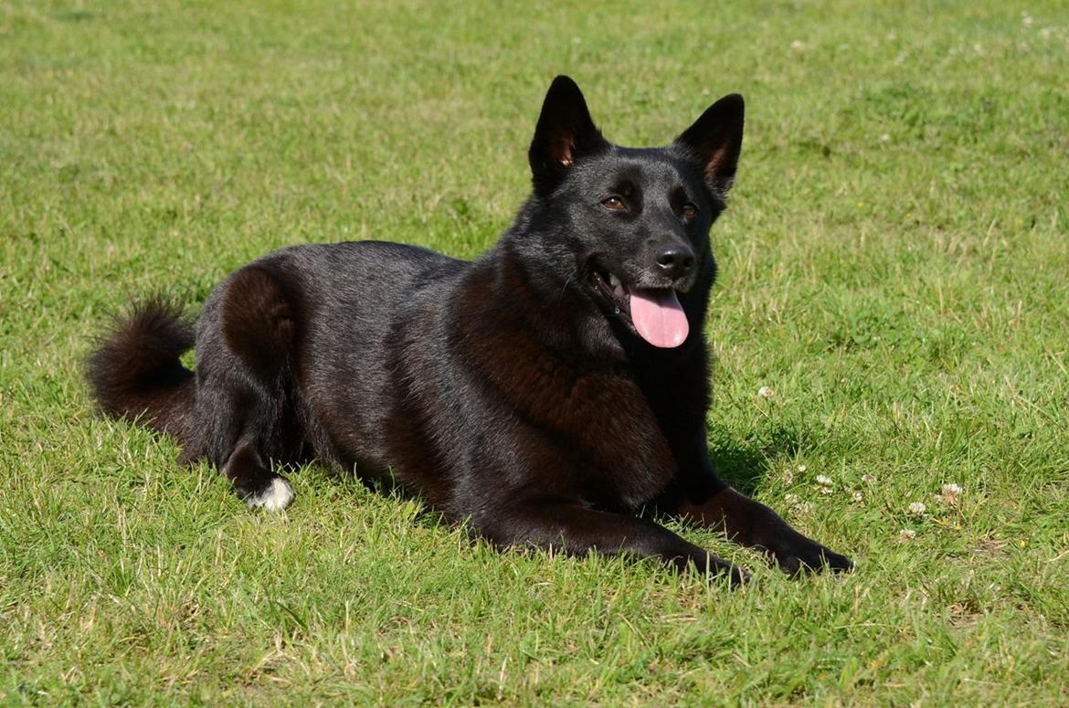 Norsk buhund Turbo Tesla - Tesla er blevet næsten 3 år gammel billede 5