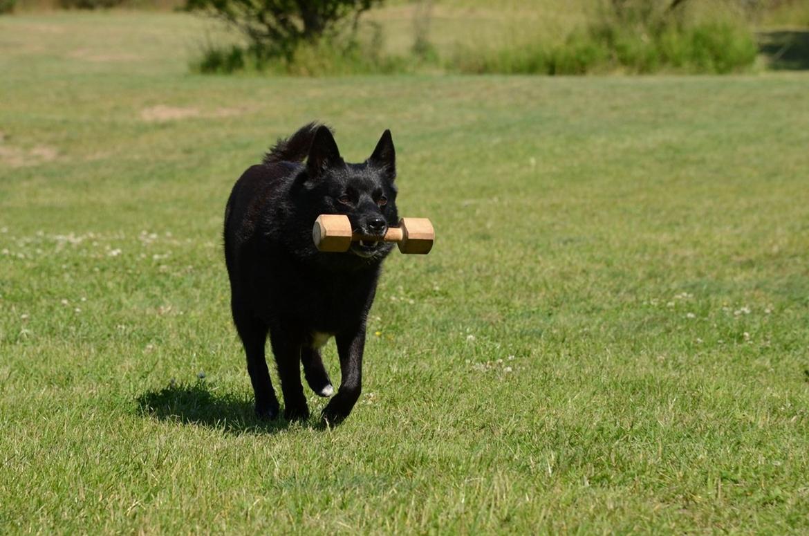 Norsk buhund Anti - "Mor, du tabte den her" billede 5