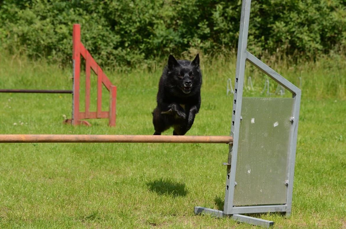 Norsk buhund Anti - "Af vejen, her kommer en flyvende buhund" billede 3