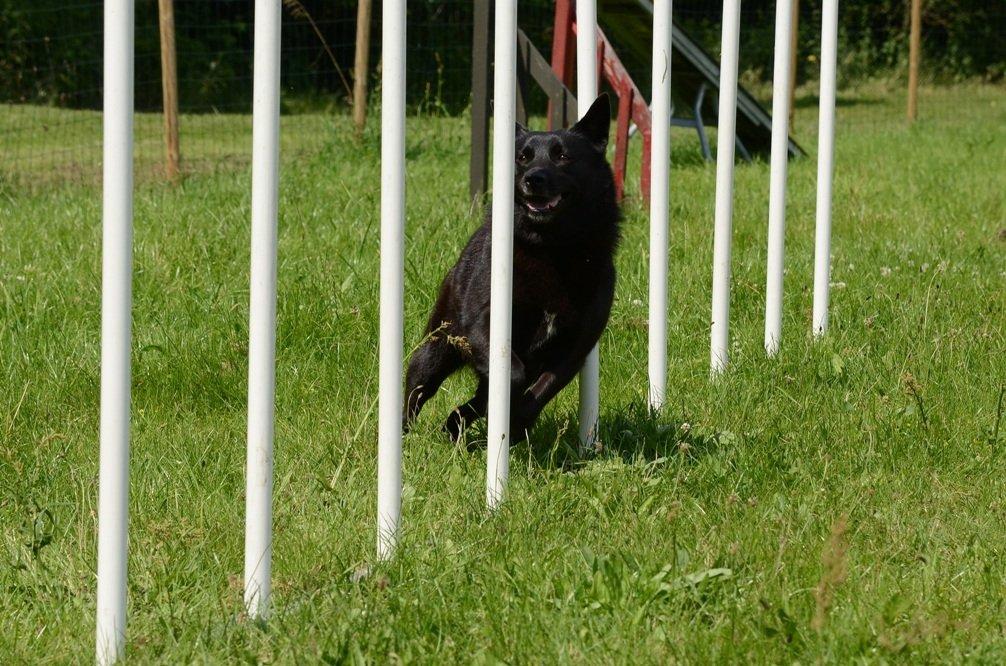 Norsk buhund Anti billede 2