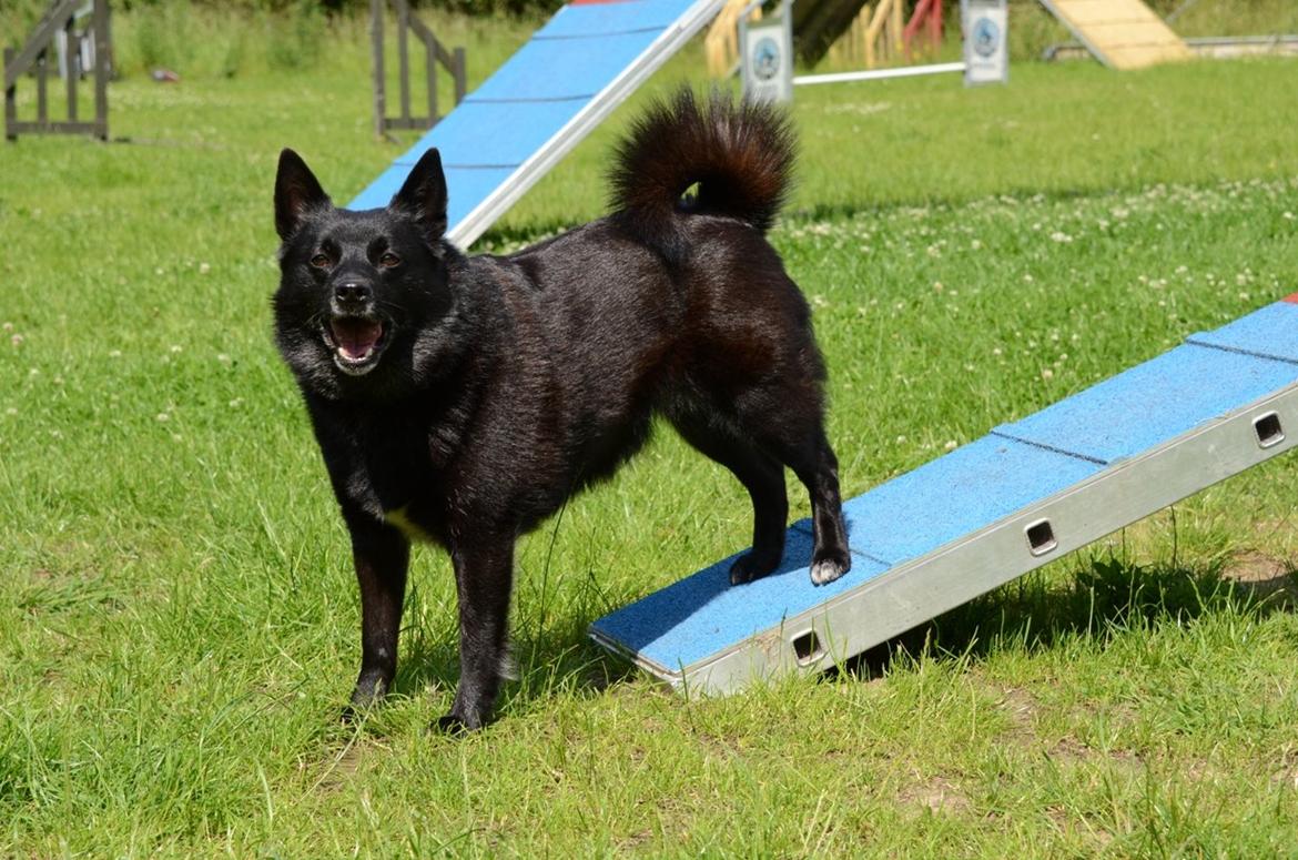 Norsk buhund Anti - "Ingen feltfejl her" billede 4