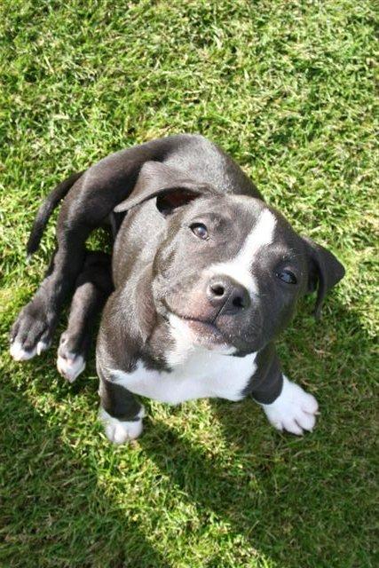 Blanding af racer Diablo - HEJ ! billede 2