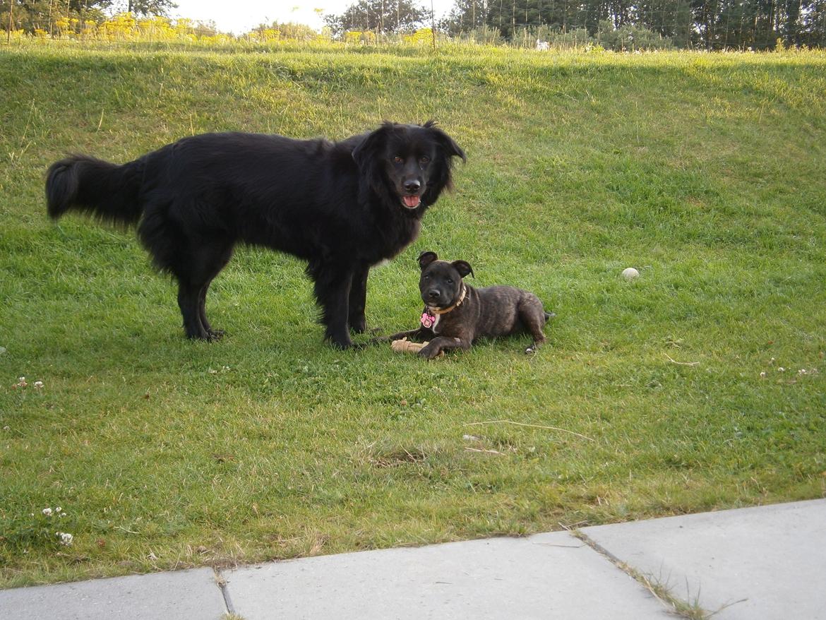 Staffordshire bull terrier Lady Step billede 18