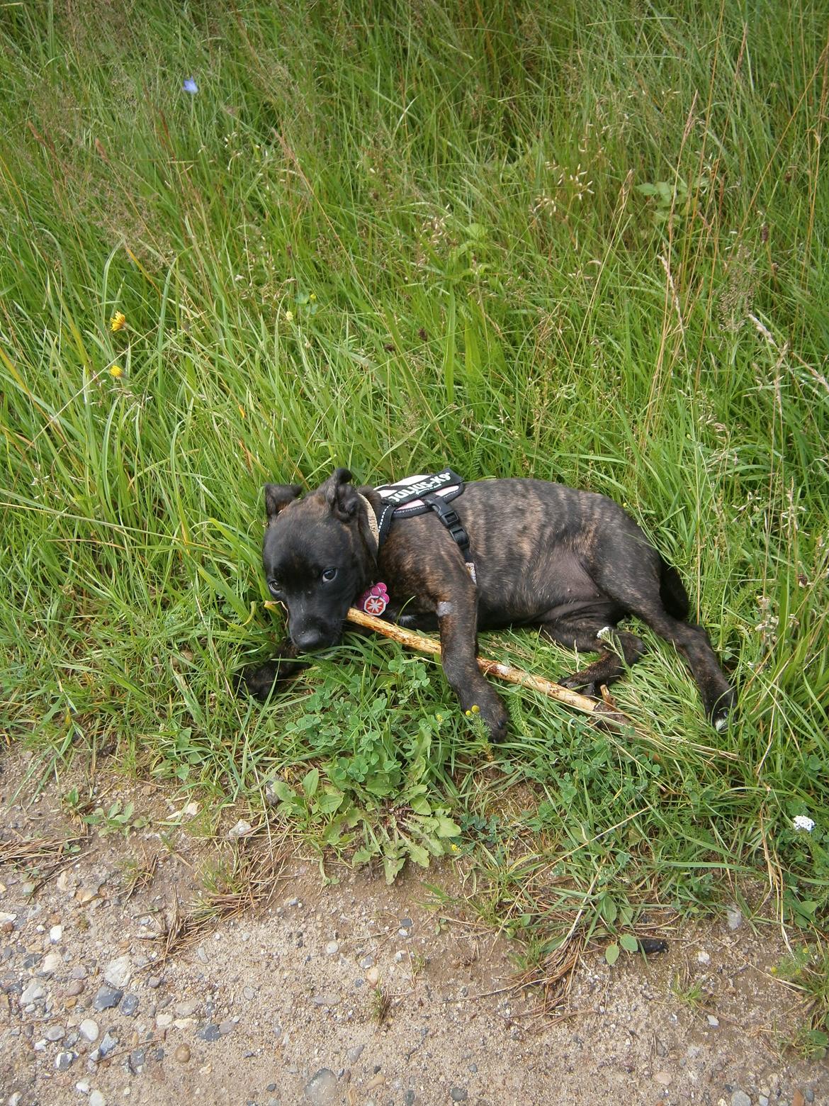 Staffordshire bull terrier Lady Step billede 19