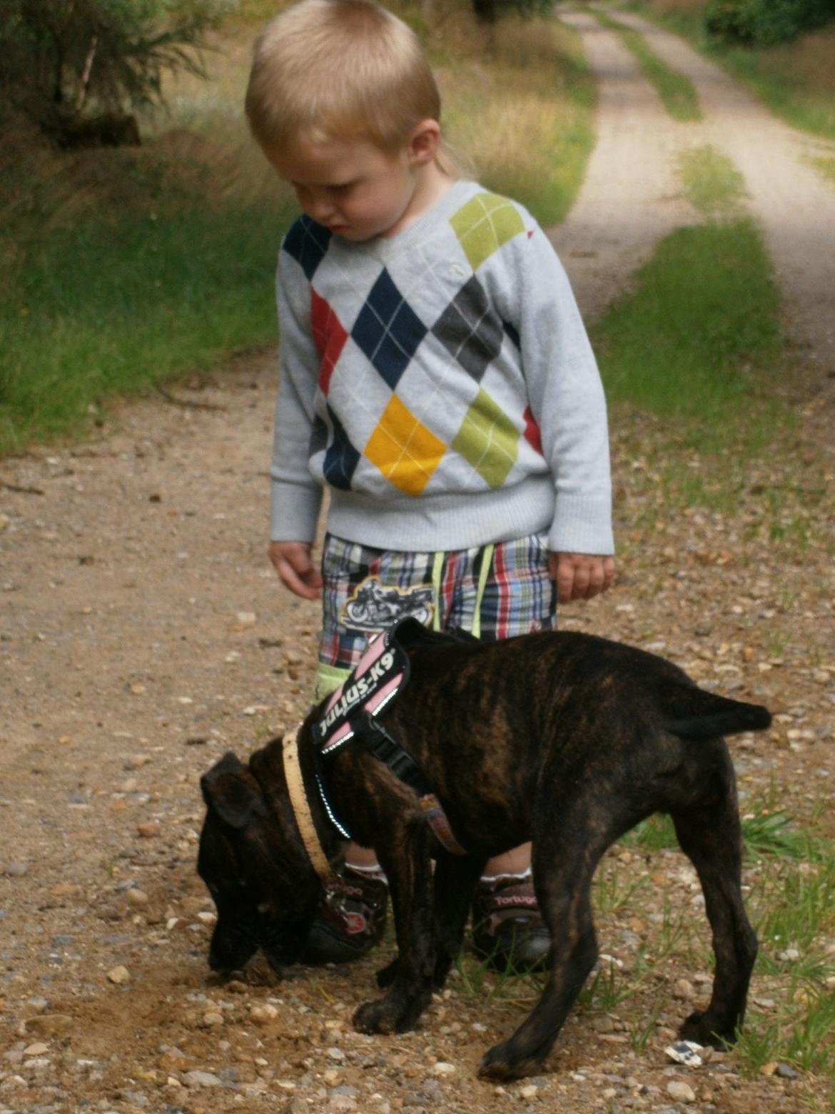 Staffordshire bull terrier Lady Step billede 8