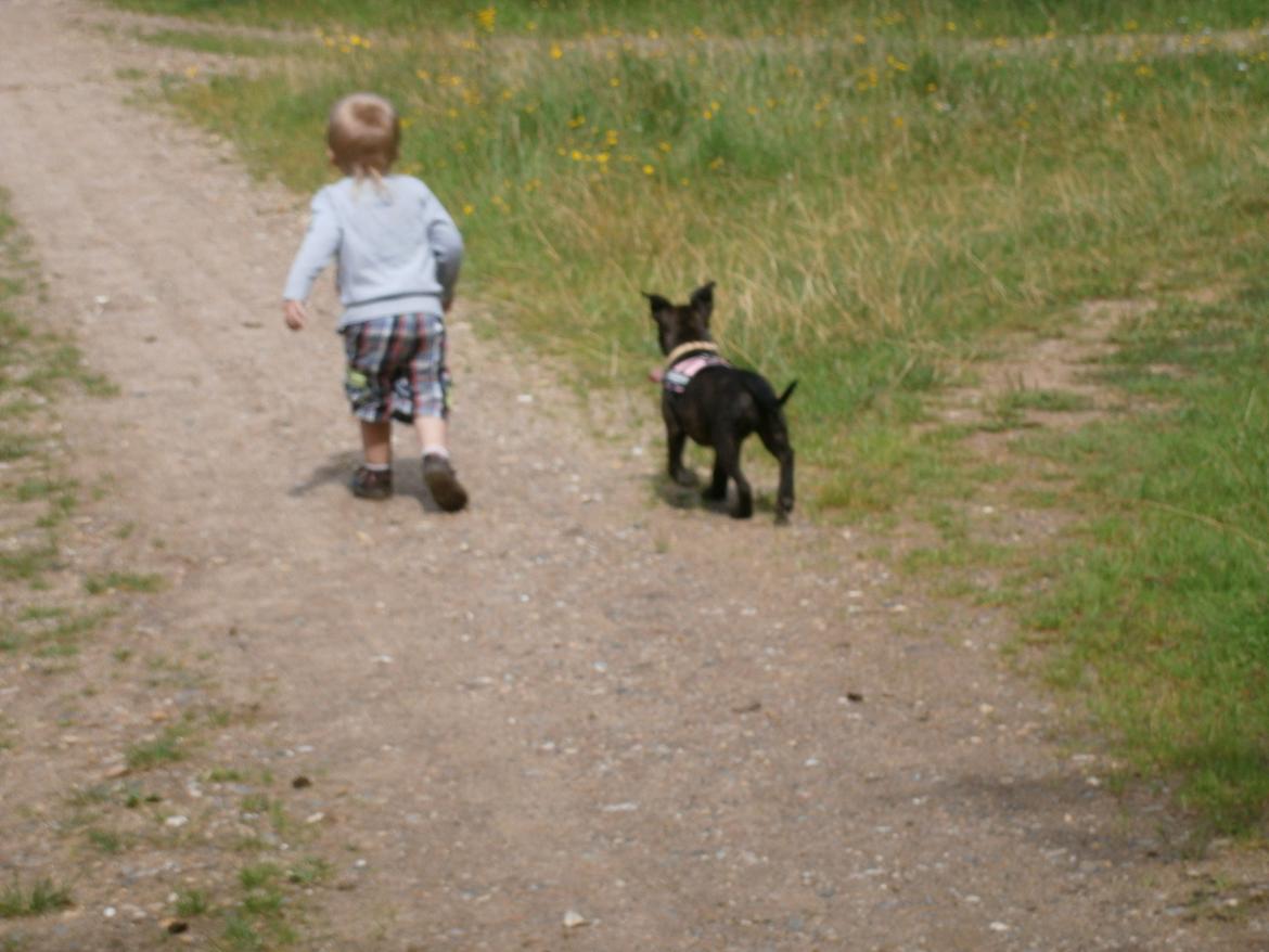 Staffordshire bull terrier Lady Step billede 20