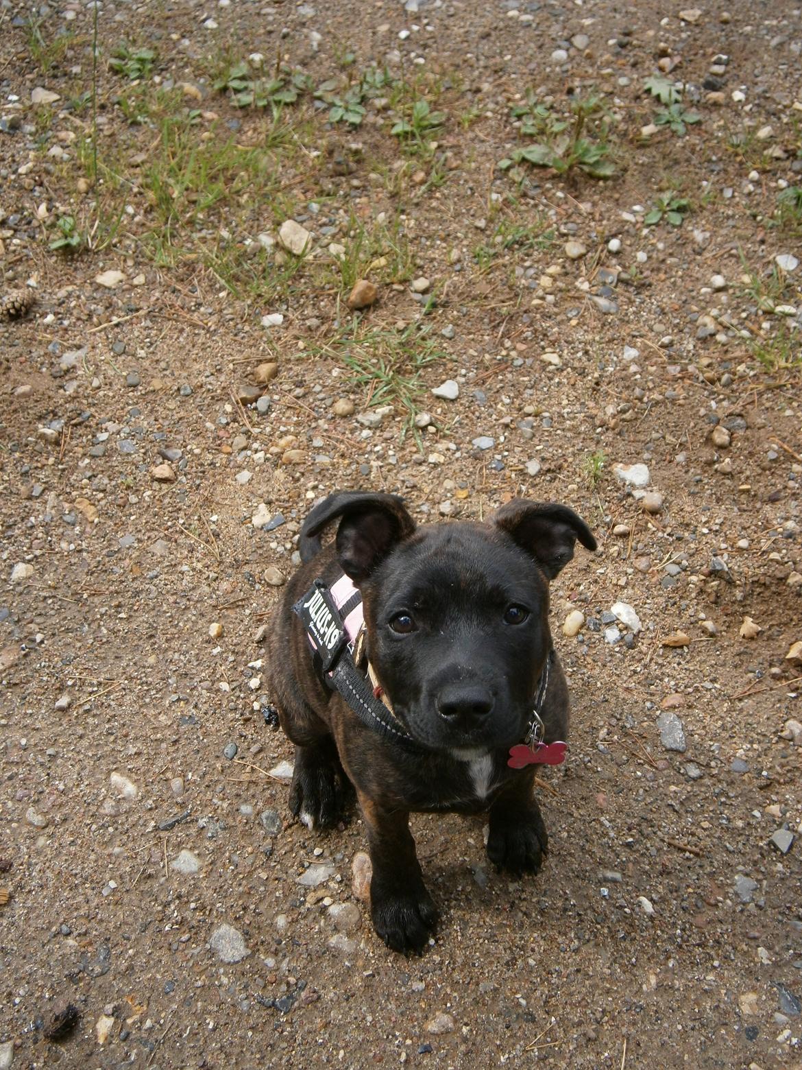 Staffordshire bull terrier Lady Step billede 21