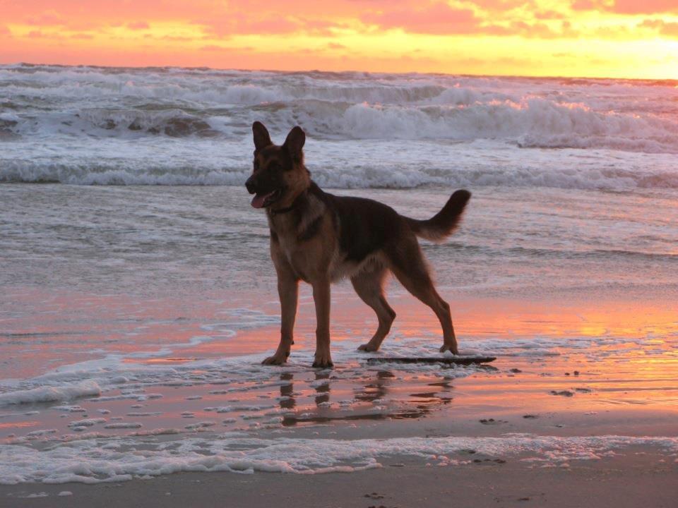 Blanding af racer Nero - Solnedgang i Løkken billede 1