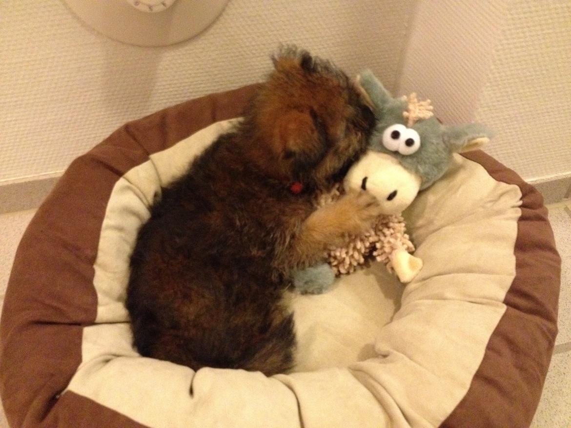 Blanding af racer Julius billede 8