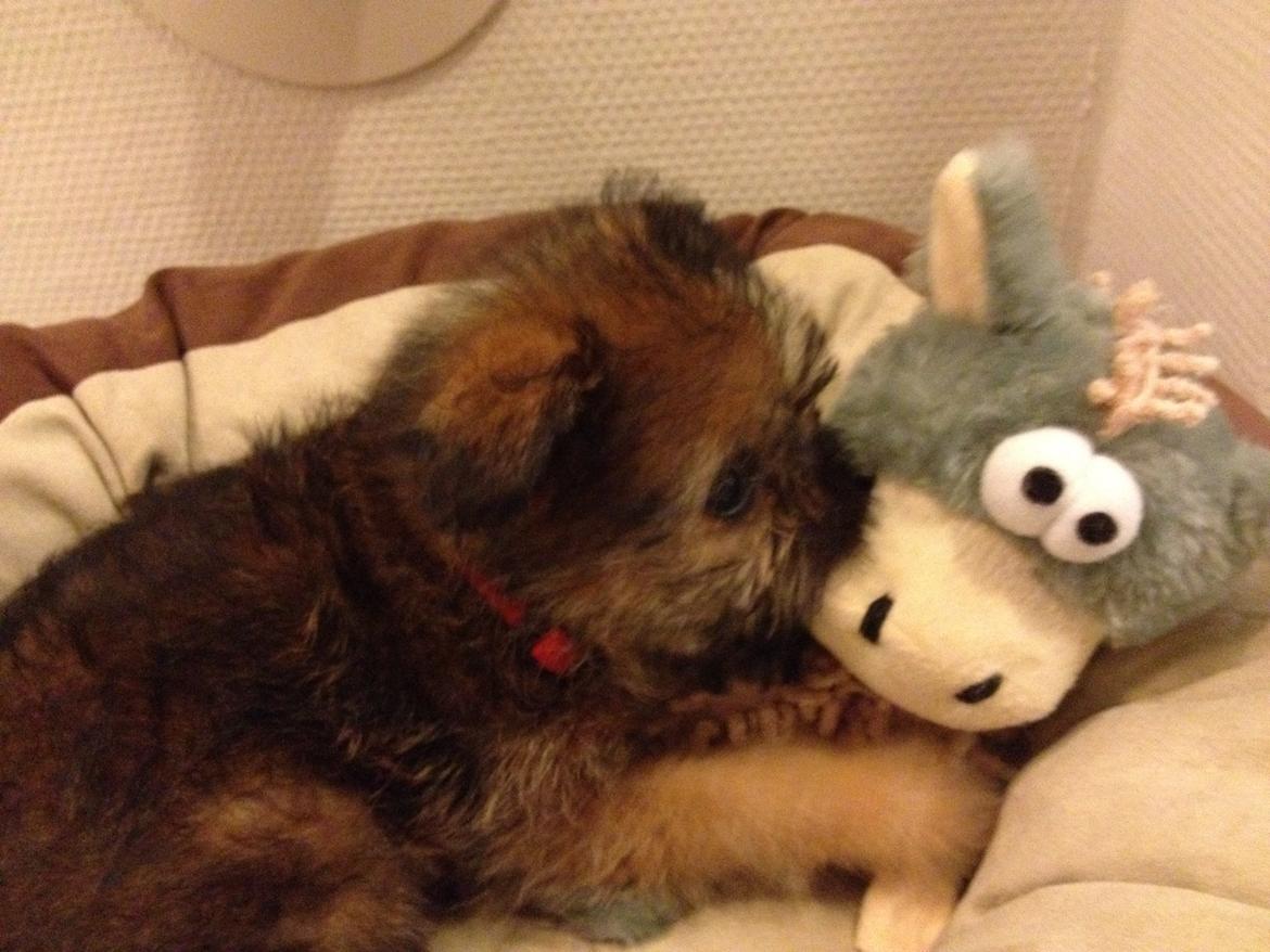 Blanding af racer Julius billede 9