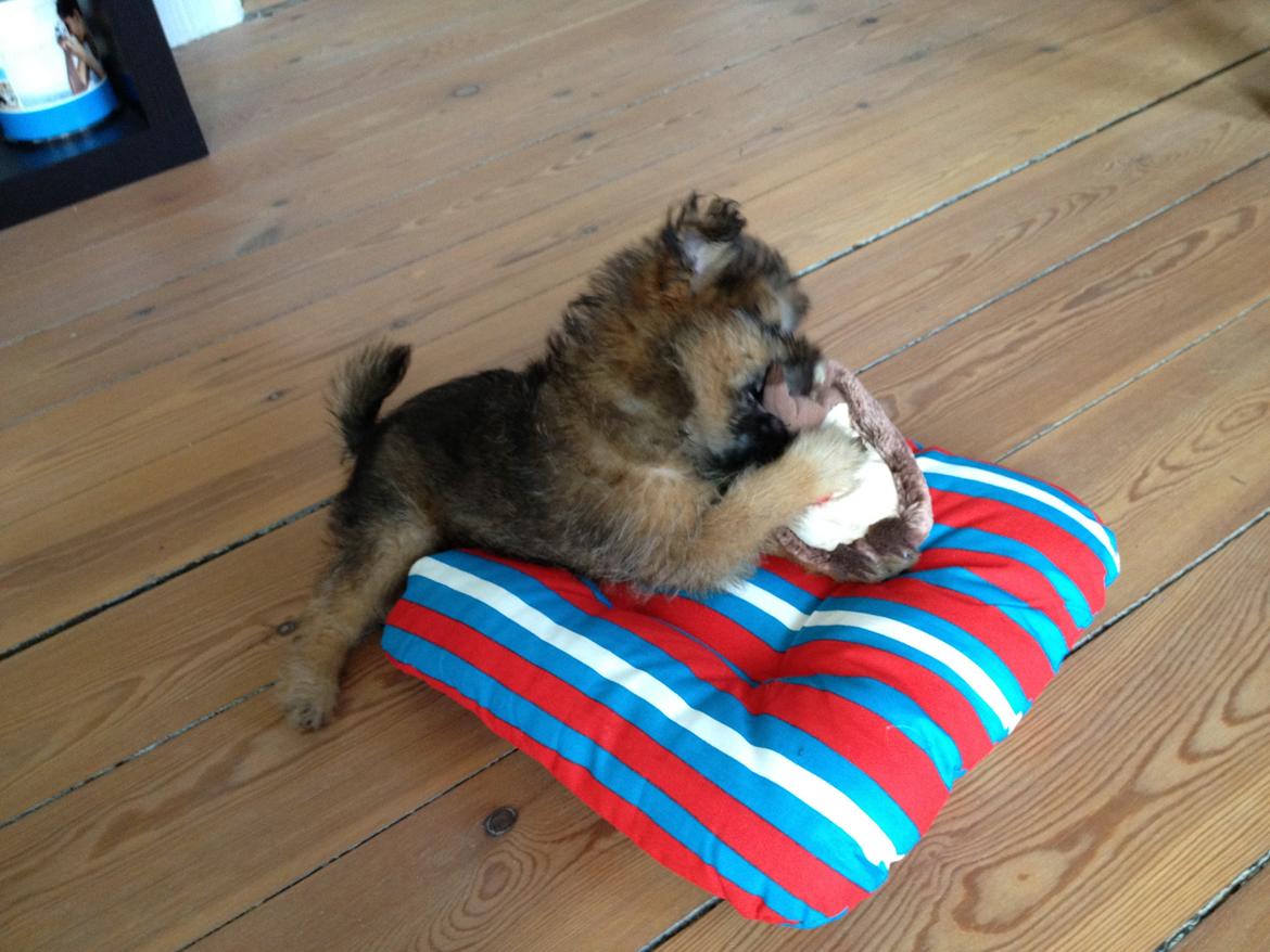 Blanding af racer Julius billede 10