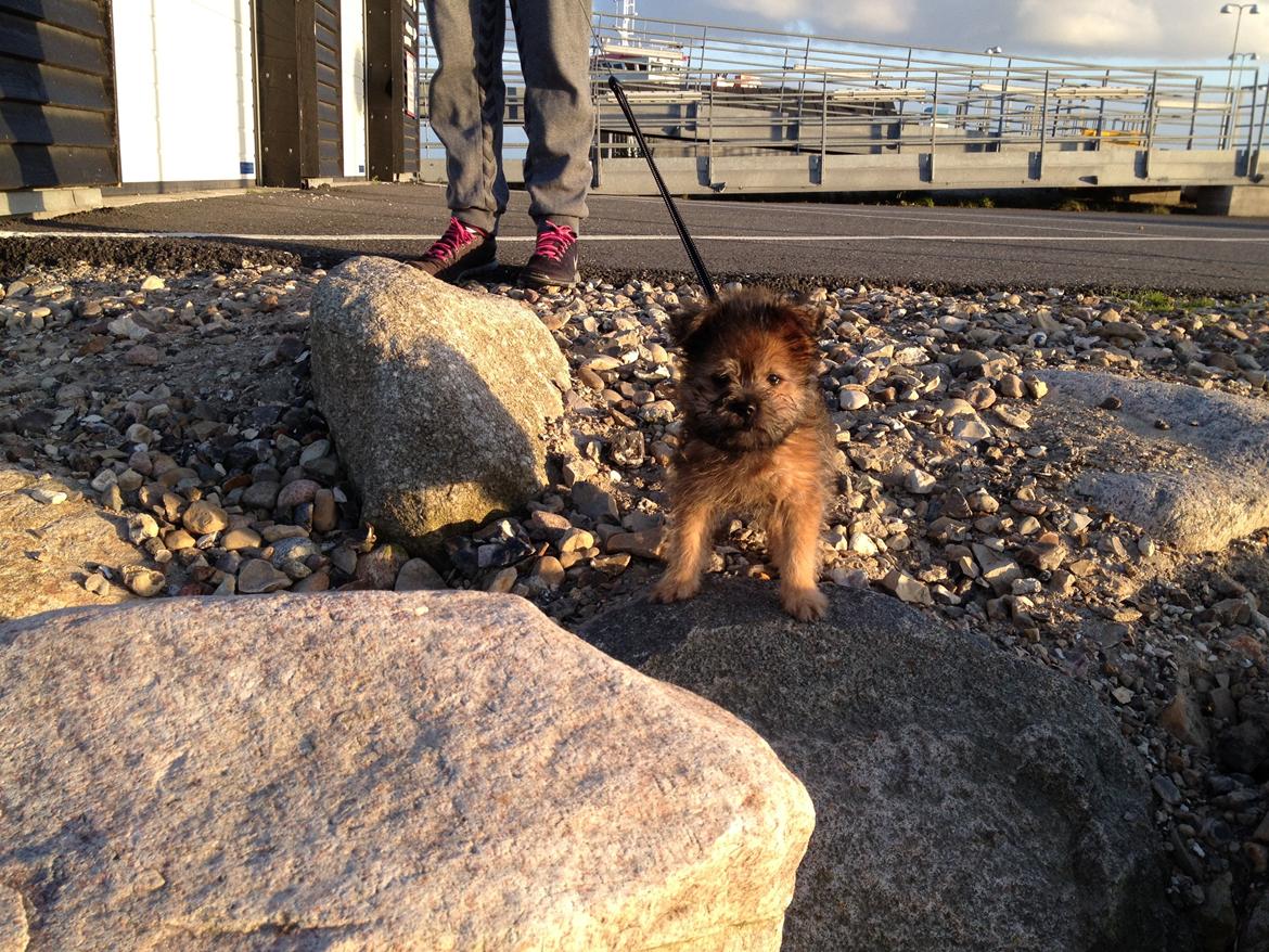 Blanding af racer Julius billede 11