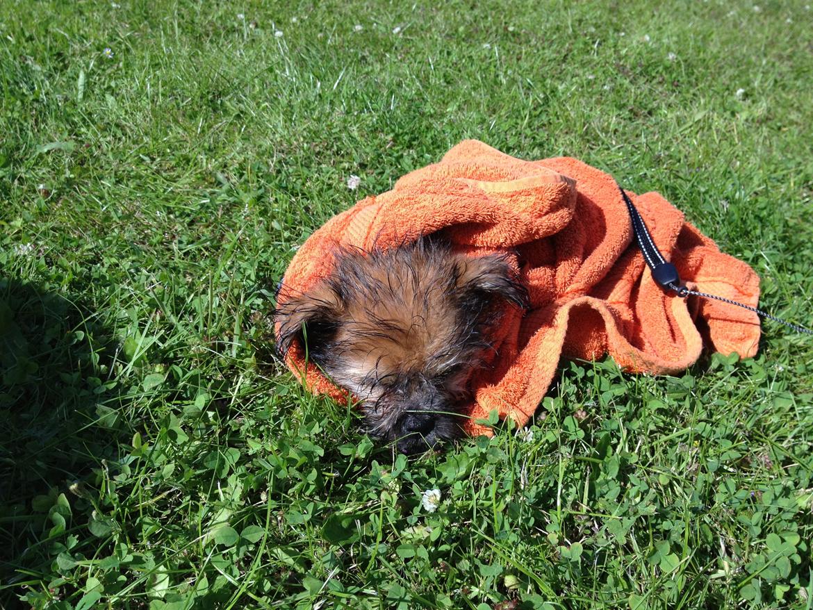 Blanding af racer Julius billede 12