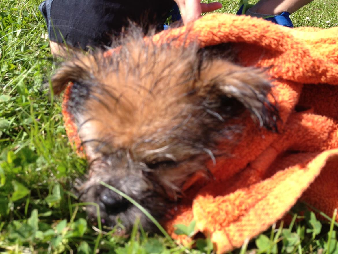 Blanding af racer Julius billede 13