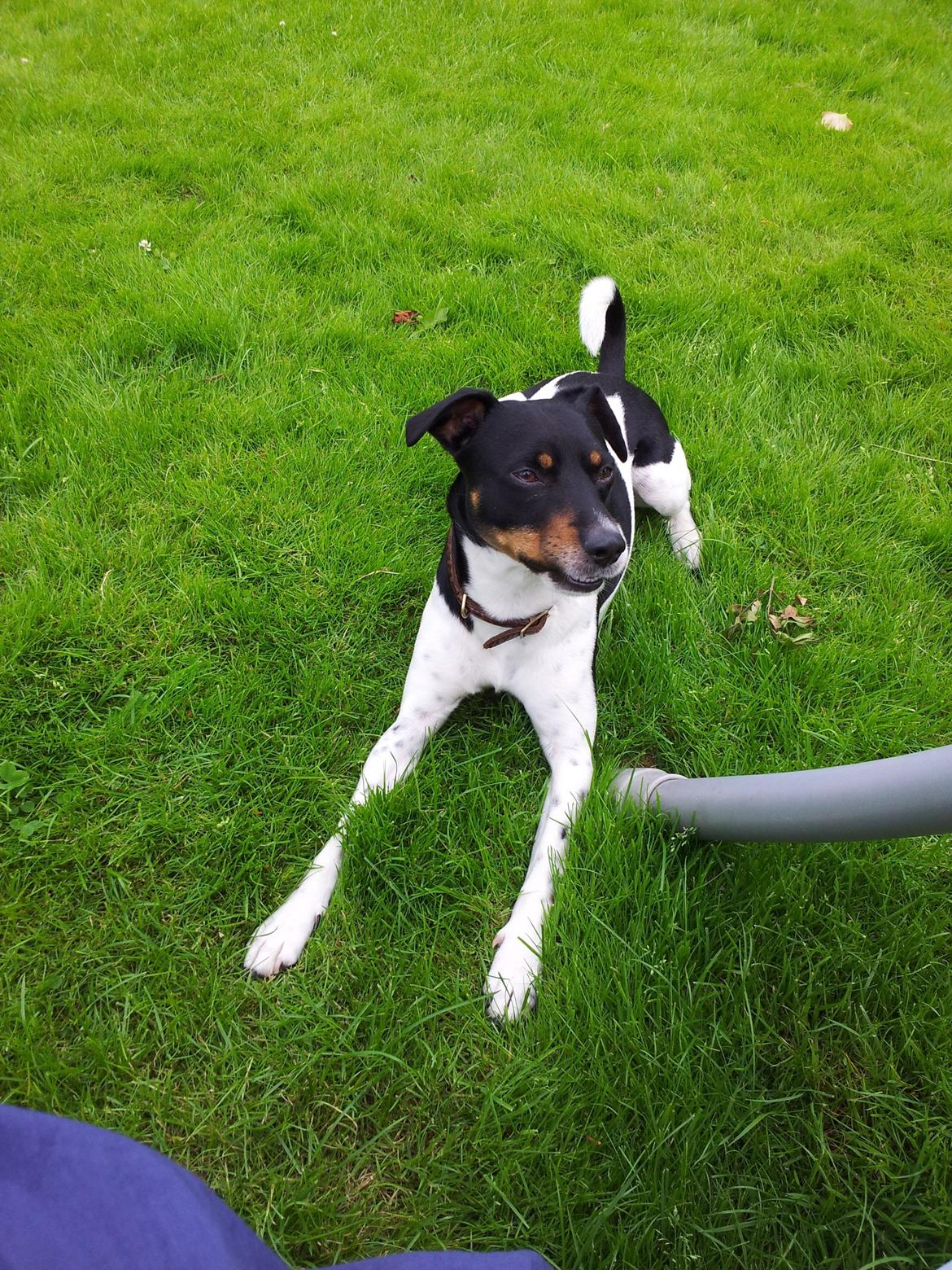 Dansk svensk gaardhund Tjalfe billede 1