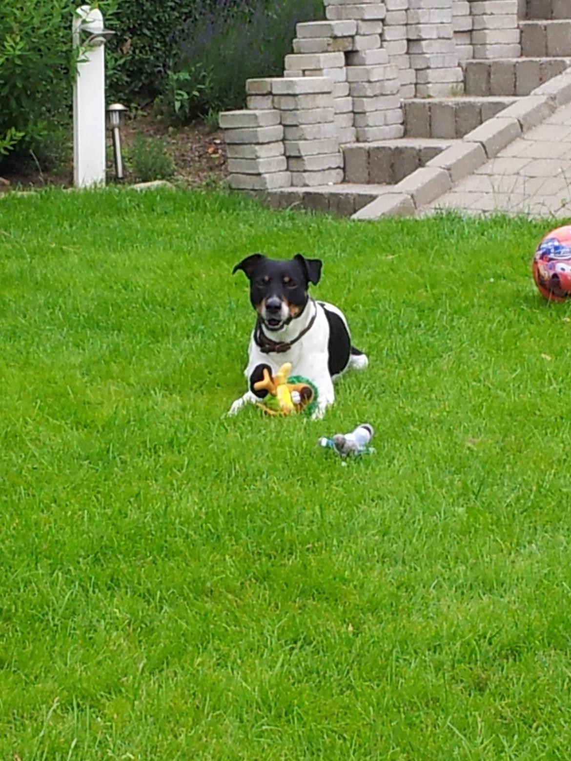Dansk svensk gaardhund Tjalfe billede 2