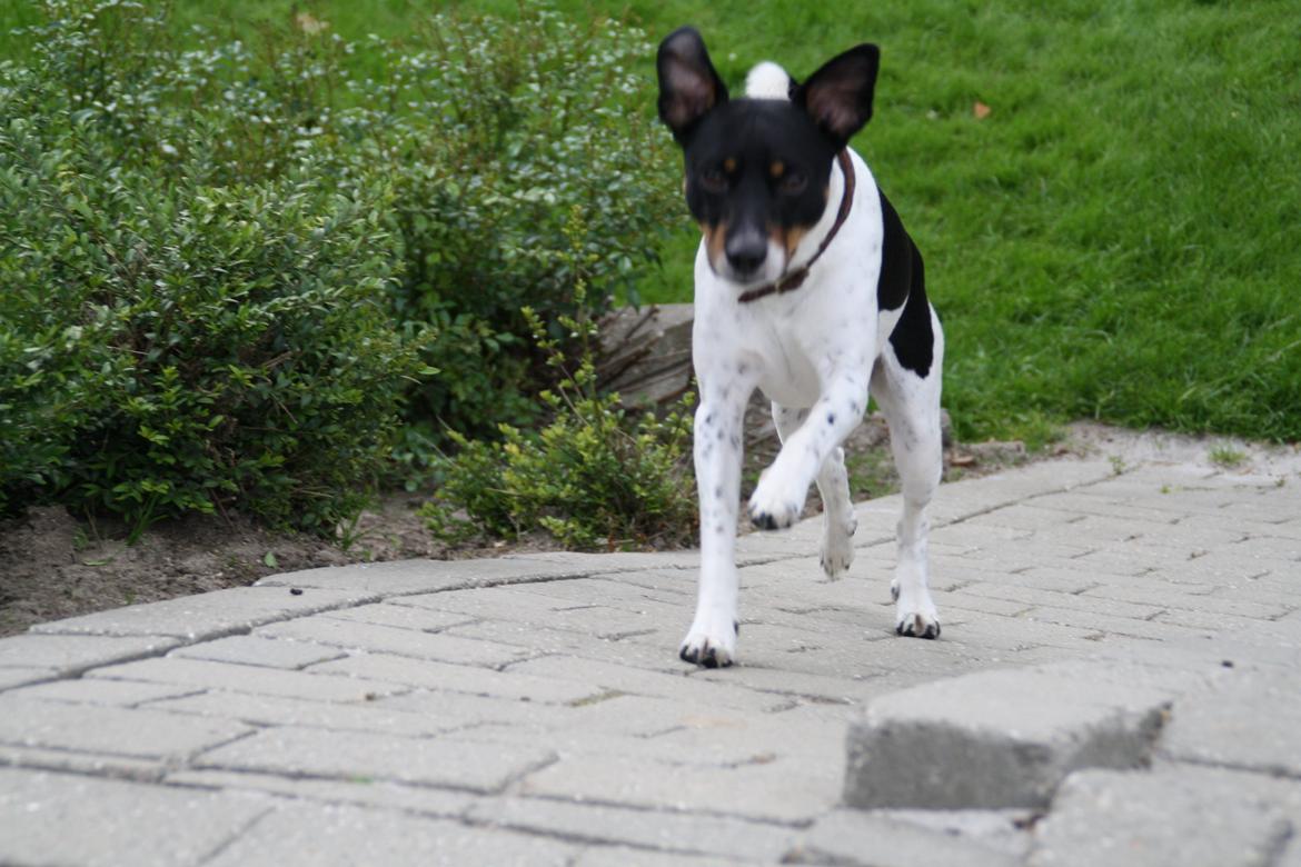 Dansk svensk gaardhund Tjalfe billede 3