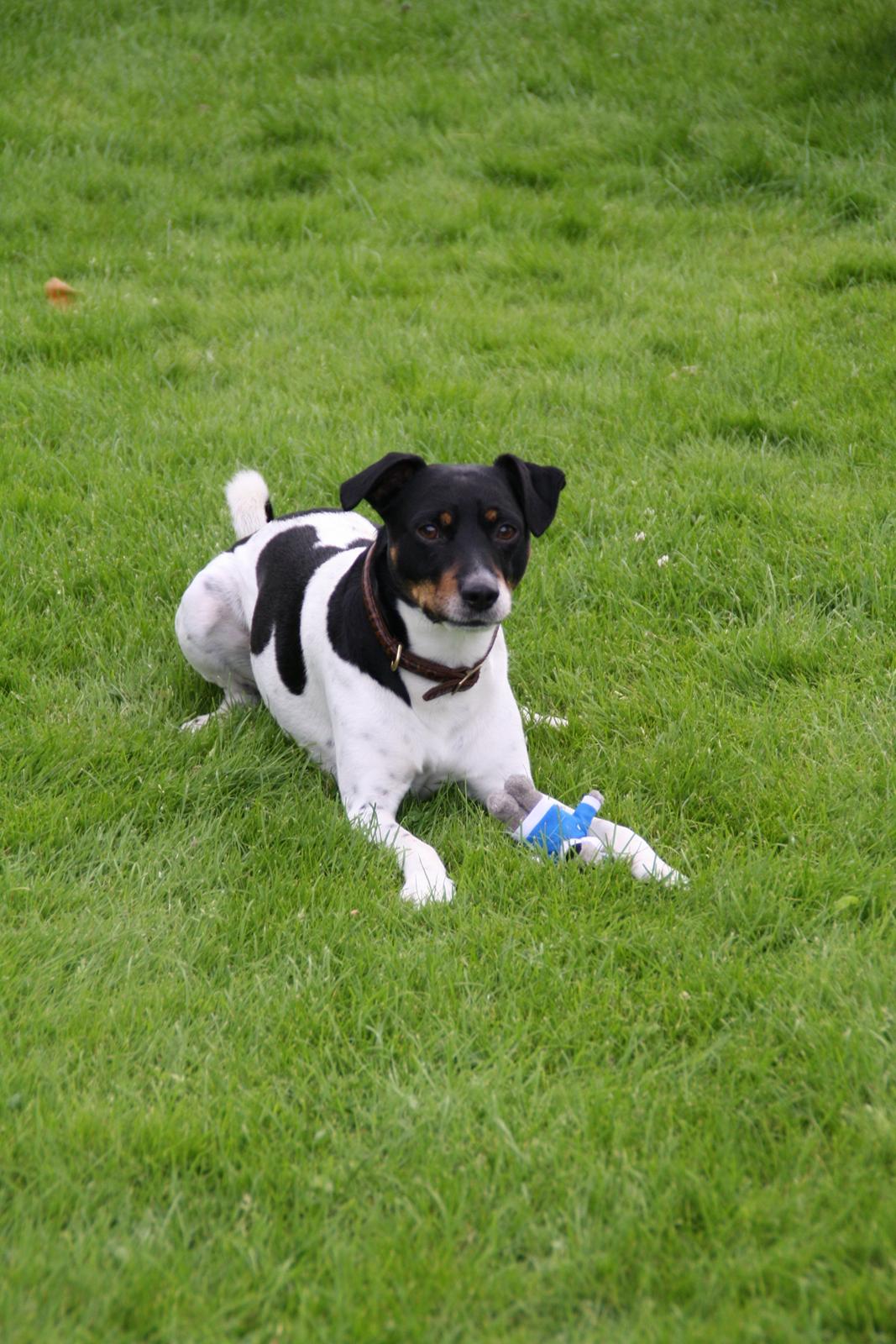 Dansk svensk gaardhund Tjalfe billede 4