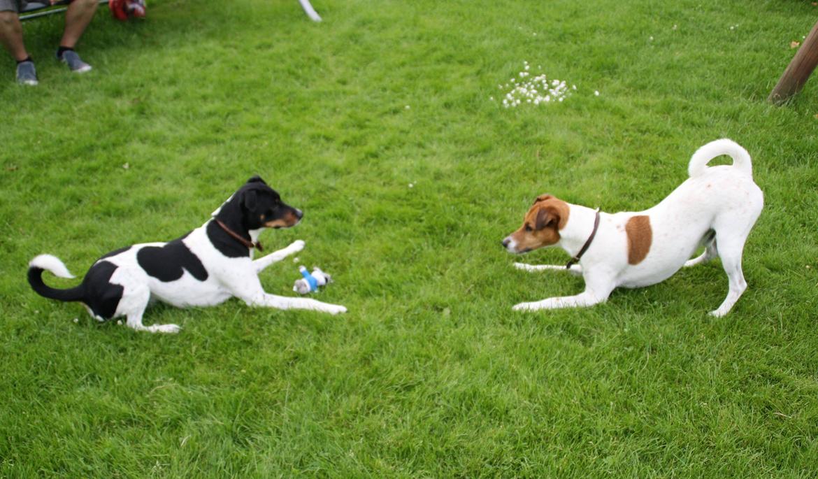 Dansk svensk gaardhund Tjalfe billede 5