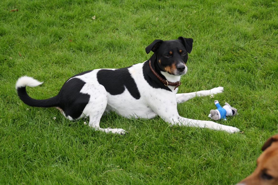 Dansk svensk gaardhund Tjalfe billede 6